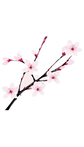 cherry blossom branch,japanese floral background,japanese sakura background,japanese carnation cherry,plum blossoms,cherry branches,plum blossom,sakura background,sakura branch,japanese cherry blossom,japanese cherry,sakura blossoms,sakura flower,pink cherry blossom,cherry blossom japanese,ornamental cherry,sakura cherry tree,japanese cherry blossoms,takato cherry blossoms,cherry blossom,Illustration,Japanese style,Japanese Style 20