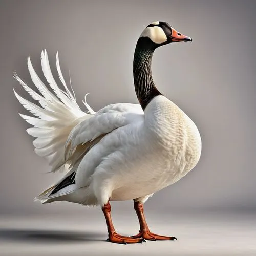 gooseander,cayuga duck,brahminy duck,canadian goose,snow goose,tula fighting goose,nile goose,galliformes,ornamental duck,goose,female duck,easter goose,platycercus,shelduck,australian shelduck,duck bird,a pair of geese,wild goose,young goose,platycercus elegans,Photography,General,Realistic