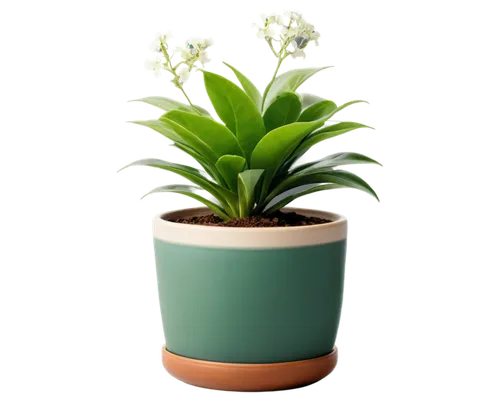 potted plant,hostplant,green plant,small plant,container plant,plantago,succulent plant,houseplant,cryptanthus,flower background,polka plant,citronella,flowerpot,zamia,indoor plant,stylidium,pot plant,flowers png,lantern plant,dark green plant,Illustration,Paper based,Paper Based 14