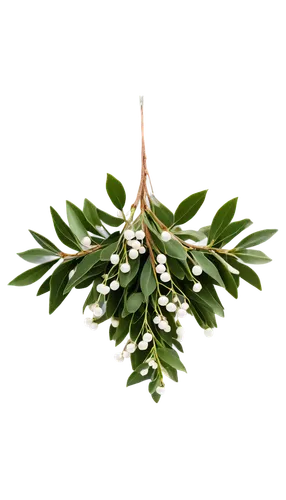 mistletoe berries,curry leaves,cherry laurel,lemon myrtle,winter savory,holly wreath,podocarpus,balsam fir,bay laurel,fir tree decorations,laurel wreath,olive tree,bay leaf,mistletoe,american holly,eucalyptus,summer savory,fir branch,acacia,cape jasmine,Illustration,Realistic Fantasy,Realistic Fantasy 24