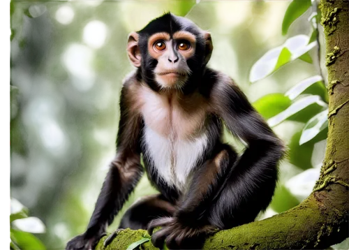 cercopithecus neglectus,white-fronted capuchin,long tailed macaque,common chimpanzee,colobus,crab-eating macaque,white-headed capuchin,guenon,tufted capuchin,macaque,langur,siamang,primate,chimpanzee,rhesus macaque,bonobo,barbary monkey,celebes crested macaque,de brazza's monkey,uakari,Photography,Black and white photography,Black and White Photography 12