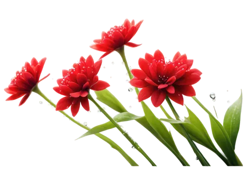 flowers png,western red lily,dianthus,red flowers,turkestan tulip,red carnation,red carnations,red tulips,red blooms,pentecost carnation,firecracker flower,gymea lily,dianthus barbatus,red flower,red chrysanthemum,red orange flowers,carnation of india,flower background,flower illustrative,tulipa,Conceptual Art,Sci-Fi,Sci-Fi 01