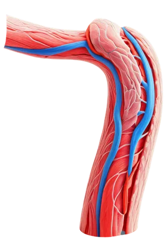 Median nerve, anatomical illustration, detailed tendons, muscle fibers, blue and red blood vessels, transparent skin, 3D visualization, high contrast lighting, dark background, shallow depth of field,