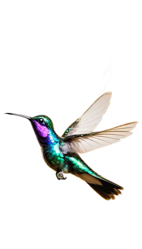 calliope hummingbird,bird hummingbird,rofous hummingbird,bee hummingbird,allens hummingbird,hummingbird,ruby-throated hummingbird,cuba-hummingbird,annas hummingbird,humming bird,hummingbirds,black-chinned hummingbird,humming bird moth,humming birds,rufus hummingbird,ruby throated hummingbird,hummingbird large,gouldian,humming bird pair,humming-bird,Photography,Artistic Photography,Artistic Photography 02