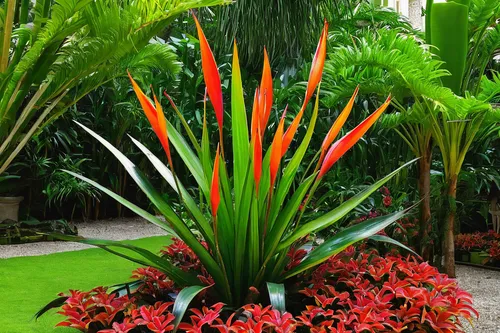 strelitzia orchids,heliconia,bird-of-paradise,strelitzia,bird of paradise flower,exotic plants,bromelia,bird of paradise,bromeliad,palm garden,fishtail palm,ornamental plant,ornamental plants,billbergia pyramidalis,potted palm,tropical flowers,flower bird of paradise,bromeliaceae,fan palm,palm lilies,Art,Classical Oil Painting,Classical Oil Painting 41