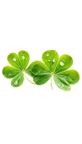 clover leaves,patrol,shamrocks,four-leaf clover,five-leaf clover,4-leaf clover,clovers,cleanup,4 leaf clover,aaa,three leaf clover,four leaf clover,watercress,miner's lettuce,a four leaf clover,wood-sorrel,spring leaf background,medium clover,shamrock,redwood sorrel,Illustration,Paper based,Paper Based 18