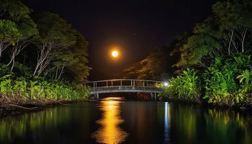 ambalapuzha,the park at night,aurukun,night photograph,hanging bridge,teak bridge,yarra,alappuzha,bundaberg,yeronga,alapuzha,thuringowa,bordyuzha,kumarakom,bharathapuzha,tasik,nightcliff,buderim,night image,moonesinghe,Photography,Artistic Photography,Artistic Photography 01