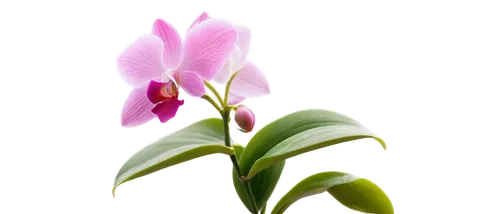 Orchid, exotic flower, white petals, pink center, delicate, thin stem, green leaves, water drops, morning dew, soft natural light, close-up shot, macro photography, shallow depth of field, warm color 