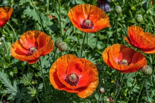 The image could be named Red Poppy Flower Surrounded by Orange Flowers in the Garden
,poppies,corn poppies,red poppies,poppy flowers,a couple of poppy flowers,klatschmohn,poppy family,field of poppies