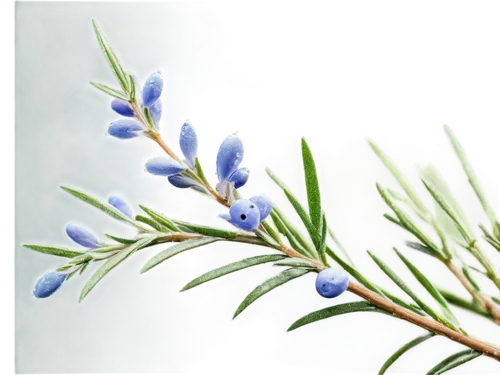 pine flower,pine cancer flower,blue spruce,flower pine,pine tree branch,blue petals,fir-tree branches,brodiaea,fir branch,blue flowers,pine branch,cyperaceae,blue flax,myrica,blue flower,garden star of bethlehem,evergreens,ornamental shrub,subalpine,chile pine,Art,Classical Oil Painting,Classical Oil Painting 04