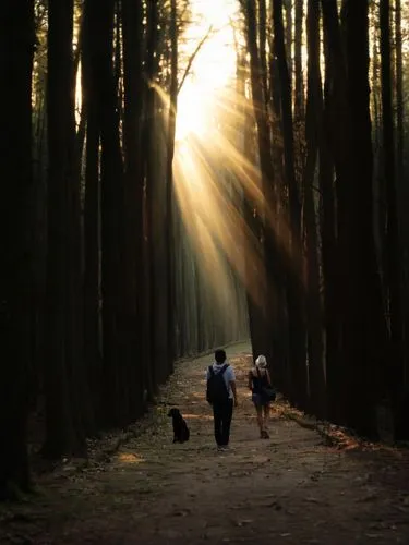 happy children playing in the forest,terabithia,forest walk,vintage couple silhouette,meiji jingu,forwood