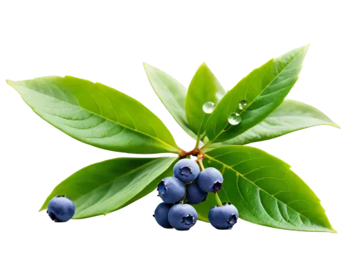 phytotherapy,naturopathy,naturopathic,spring leaf background,bilberries,menthe,nature background,bilberry,aromatic plant,phytochemical,morinda,flavonoids,stevia,psychotria,leaf background,antioxidant,winterberry,wall,dewberry,green wallpaper,Conceptual Art,Daily,Daily 04