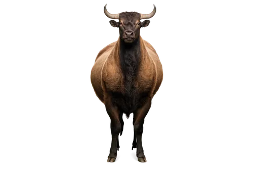 Torito, Mexican bull, standing, proud posture, muscular body, brown fur, curved horns, black eyes, nostrils flaring, detailed texture, warm lighting, shallow depth of field, 3/4 composition, earthy to