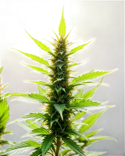 cannabidiol,diesel hybrid,mmj,gold bud flower,medicinal flower,cbd oil,afghani,medicinal plant,bud,mary-bud,buds white,grower romania,crop plant,custody leaf,bud break,green congo,marijuiana,cannabinol,mugwort,canna family,Conceptual Art,Fantasy,Fantasy 27