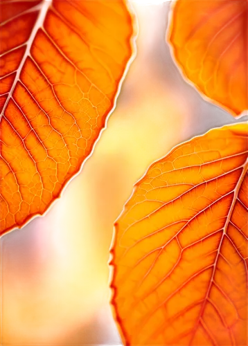 beech leaves,beech leaf,leaf macro,leaf background,chestnut leaf,sunlight through leafs,leaves frame,chestnut leaves,gold leaves,leaf veins,brown leaf,tree leaves,leaf structure,autumn leaf,leaf color,leaflike,tropical leaf,golden leaf,tree leaf,red leaf,Conceptual Art,Sci-Fi,Sci-Fi 04