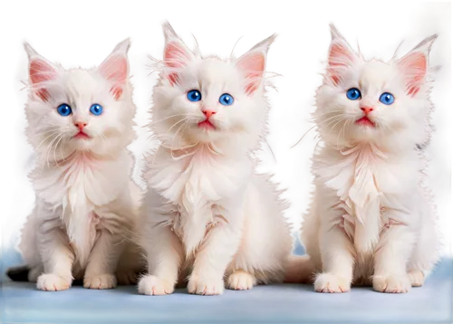 georgatos,kittens,blue eyes cat,catterns,cat pageant,snowcats,white cat,sphinxes,kits,vintage cats,dollfus,cat with blue eyes,kittenish,baby cats,doll cat,breed cat,cats angora,porcelain dolls,quadruplet,cat on a blue background,Art,Artistic Painting,Artistic Painting 42