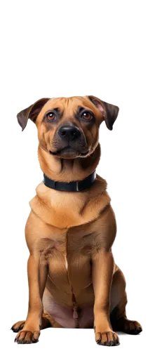 edgar,puga,dogana,bongo,wedag,chesty,mogridge,dog,borga,deg,dogrib,meego,doo,petery,puppa,pugalur,pug,litunga,borker,dag,Illustration,Vector,Vector 02