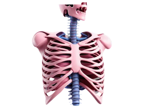 spinal,scoliosis,ribcage,skeletal,osteoporotic,rib cage,spine,mediastinum,intervertebral,spondylitis,thoracic,sternocleidomastoid,esophagus,osteoporosis,cervical spine,skeletal structure,skeleton,esophageal,vertebroplasty,human skeleton,Illustration,Realistic Fantasy,Realistic Fantasy 44