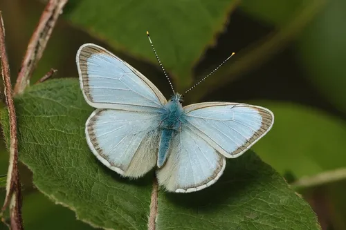 Imagine a futuristic world where a group of scientists discover a new species of Dryas iulia butterfly with extraordinary abilities.,celastrina,melanargia galathea,holly blue,melanargia,short-tailed b