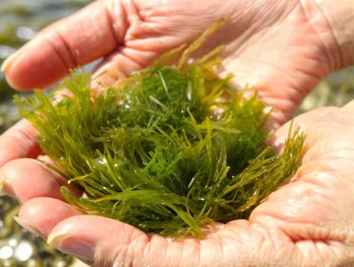 hydrilla,myriophyllum,watermilfoil,macrophytes,rotala,zostera,selaginella,aquatic herb,milfoil,macroalgae,eelgrass,glasswort,bryophytes,bryophyte,microgreens,azolla,salsola,aquatic plant,rhipsalis,dou