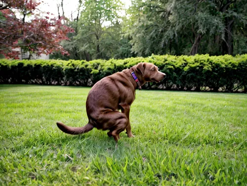 dogue de bordeaux,chesapeake bay retriever,vizla,lubitel 2,dog-photography,vizsla,dog photography,bracco italiano,shar pei,chocolate labrador,fila brasileiro,labrador,dog playing,running dog,dog runni