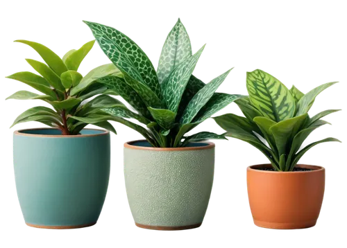 plants in pots,potted plants,house plants,plantes,hostplants,houseplants,plant pots,small plants,green plants,little plants,hostplant,plants,plantlets,potted plant,ornamental plants,mixed cup plant,exotic plants,tube plants,container plant,plant pot,Illustration,Abstract Fantasy,Abstract Fantasy 05