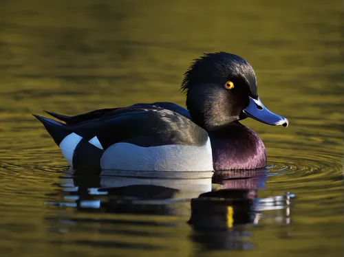 A Tufted Duck (Aythya fuligula) photographed on a nearby lake at sunset, Derbyshire, Peak District National Park. Tufties often get overlooked as a photographic subject in favour of more colourful or 