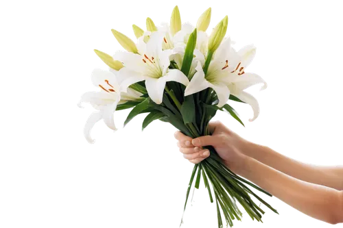 Sympathy flowers, white lilies, gentle petals, delicate stems, subtle water droplets, soft focus, warm lighting, 3/4 composition, shallow depth of field, calming atmosphere, solo, peaceful, condolence