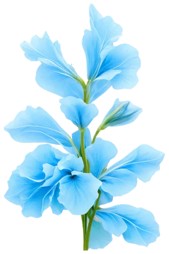 flowers png,blue flower,blue flowers,blue petals,himilayan blue poppy,blue butterfly background,blue chrysanthemum,blue daisies,flower background,cyanus cornflower,chicory,cornflower,dayflower,gentians,cleanup,blue flax,anemone blanda,delphinium,flower illustrative,blue background,Photography,Black and white photography,Black and White Photography 12