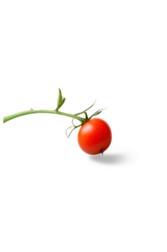 cherry tomatoes,red tomato,tomato,bladder cherry,panicle tomato,rose hip,roma tomato,tomatsu,red bell pepper,a tomato,rose hip plant,green tomatoe,lycopene,cherry branch,great cherry,tomatos,red bell peppers,klatschmohn,pomodoro,onagraceae,Photography,Black and white photography,Black and White Photography 03