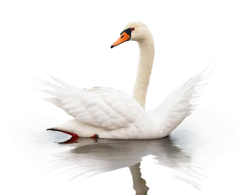 white swan,swan on the lake,mute swan,swan,trumpeter swan,constellation swan,swan lake,swanning,trumpet of the swan,swansong,cisne,young swan,swanee,swan cub,swanlike,the head of the swan,swan chick,swan pair,swans,gooseander,Conceptual Art,Daily,Daily 33