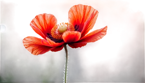 mohn,red poppy,iceland poppy,poppy flower,poppy anemone,orange poppy,klatschmohn,poppy flowers,red anemone,pink poppy,poppies,papaver orientale,red poppies,papaver,red poppy on railway,wild poppy,poppy plant,poppy,stamens,stamen,Conceptual Art,Sci-Fi,Sci-Fi 13