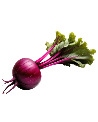 beet,red onion,radicchio,beet greens,radish,beetroot,red beets,kohlrabi,cruciferous vegetables,beets,red cabbage,vegetable,rapini,turnips,persian onion,a vegetable,swiss chard,rutabaga,pak-choi,schisandraceae,Photography,Documentary Photography,Documentary Photography 17