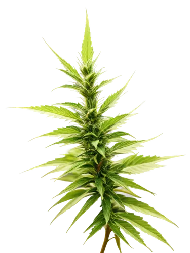 hydrilla,darwinia,clubmoss,citronella,tenuifolia,asparagaceae,polypodium,lycopodium,pine flower,aloe vera leaf,eleocharis,echinochloa,spikelet,spikelets,gymnosperm,sweet grass plant,cyperus,wakefern,leaf fern,spleenwort,Illustration,American Style,American Style 14