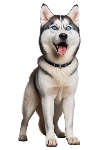 huskic,malamutes,husky,siberian husky,malamute,inu,husker,husked,huskies,huskey,dogana,huskie,akita,kita,kimbundu,ein,koyuk,transparent background,garrison,uchishiba,Art,Classical Oil Painting,Classical Oil Painting 26