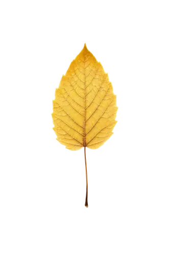 leaf background,golden leaf,yellow leaf,spring leaf background,leaf icons,tree leaf,yellow maple leaf,leafcutter,fan leaf,autumn icon,leafed,gold leaves,bigleaf,ginkgo leaf,suspended leaf,maple leave,brown leaf,leaf,thunberg's fan maple,chestnut leaf,Art,Artistic Painting,Artistic Painting 07