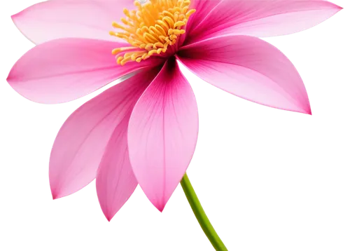 flower wallpaper,pink flower,gerbera flower pink,flower background,pink chrysanthemum,chrysanthemum background,pink floral background,gerbera flower,flowers png,pink daisies,flower pink,cosmos flower,pink flower white,pink anemone,flower illustrative,dahlia pink,pink flowers,beautiful flower,pink petals,african daisy,Illustration,Realistic Fantasy,Realistic Fantasy 04