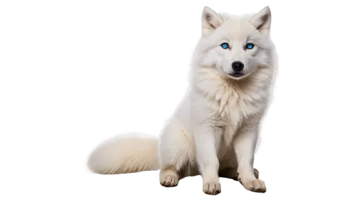 white shepherd,berger blanc suisse,canadian eskimo dog,northern inuit dog,american eskimo dog,saarloos wolfdog,sakhalin husky,samoyed,japanese spitz,seppala siberian sleddog,greenland dog,tamaskan dog,siberian husky,icelandic sheepdog,canaan dog,canidae,wolfdog,kishu,carpathian shepherd dog,korean jindo dog,Photography,Documentary Photography,Documentary Photography 12