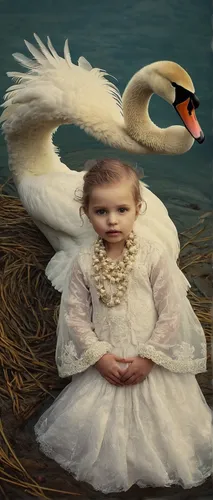 young swan,swan cub,swan baby,cygnet,baby swan,swan lake,trumpet of the swan,mourning swan,swan,white swan,baby swans,swans,young swans,trumpeter swan,cygnets,swan boat,constellation swan,swan family,in the mother's plumage,dove of peace,Photography,Artistic Photography,Artistic Photography 14