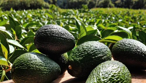 REGULATED INVESTING - AVO Oro Verde provides the only regulated way to invest in avocado orchards in Mexico. We seek to create a positive environmental, social, and economic impact by bringing togethe