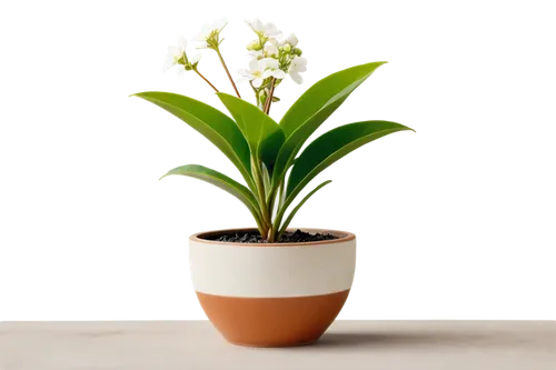 potted plant, green leafy, vibrant colors, small white flowers, delicate petals, ceramic pot, earthy texture, morning dew, soft natural light, 3/4 composition, shallow depth of field, warm color tone.