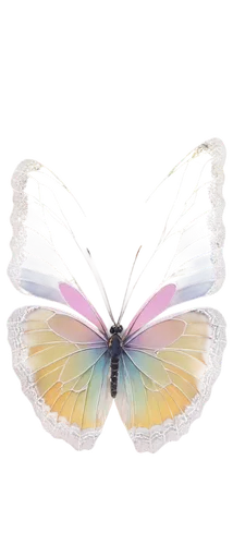 hesperia (butterfly),papillon,butterfly white,melanargia,janome butterfly,limenitis,celastrina,mazarine blue butterfly,butterfly vector,glass wing butterfly,limenitis camilla,plebejus,colias hyale,vanessa (butterfly),french butterfly,morpho,rainbow butterflies,ulysses butterfly,colias,cupido (butterfly),Art,Classical Oil Painting,Classical Oil Painting 32