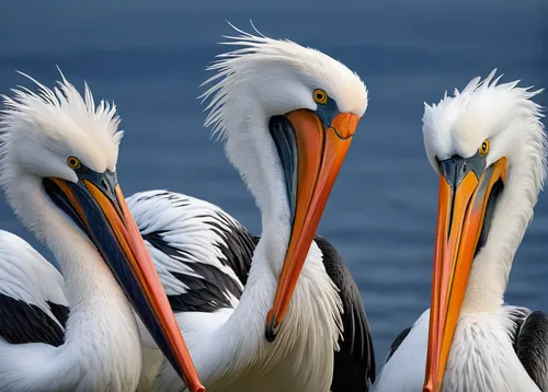 Imagine a sci-fi world where dalmatian pelicans are intelligent creatures that communicate with humans.,great white pelicans,pelicans,white pelican,eastern white pelican,great white pelican,dalmatian 