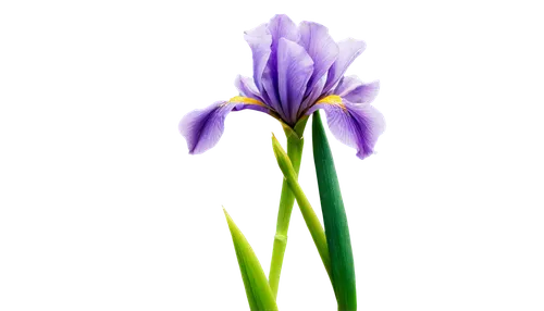 flowers png,tulipan violet,violet tulip,cleanup,crown chakra flower,flax-leaved tulip,iris japonica,saffron crocus,turkestan tulip,algerian iris,wild iris,purple crocus,flower background,iris,purple flower,defense,swamp iris,purple irises,flower purple,wall,Illustration,Vector,Vector 11