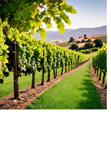 Vineyard scenery, autumn season, rows of grapevines, lush green leaves, ripe purple grapes, wooden trellis, rustic stone walls, rolling hills, warm sunlight, golden hour, soft focus, shallow depth of 