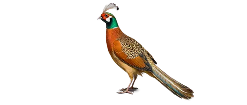 ring necked pheasant,bird png,pheasant,tragopan,common pheasant,male peacock,trogons,kaw,gouldian,gujarat birds,gadani,carpodacus,gallirallus,orangi,rallus,pik,birju,eurobird,pavo,bengalenuhu,Illustration,Abstract Fantasy,Abstract Fantasy 04