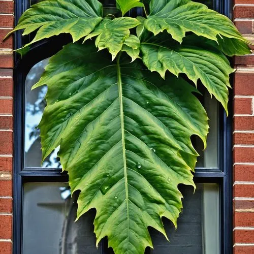 walnut leaf,giant leaf,fig leaf,tropical leaf pattern,fan leaf,bigleaf