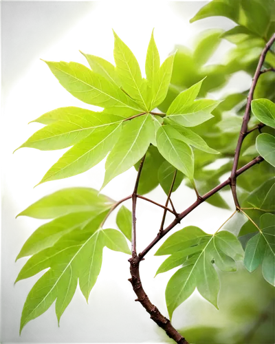 green leaves,intensely green hornbeam wallpaper,spring leaf background,thunberg's fan maple,leaves,tree leaves,green foliage,leaf green,chestnut leaves,acer japonicum,chestnut leaf,leaf background,maple foliage,thick-leaf plant,robinia,the leaves of chestnut,walnut leaf,chestnut with leaf,morinda citrifolia,leaf maple,Illustration,Vector,Vector 17