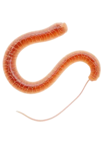 roundworms,ophiusa,ectoparasite,roundworm,schistosoma,leptospira,elegans,tapeworm,ercp,sphyrna,wormlike,noorderleech,tapeworms,flagellar,slither,corn snake,polychaetes,ectoparasites,mansnerus,pylori,Photography,Fashion Photography,Fashion Photography 12