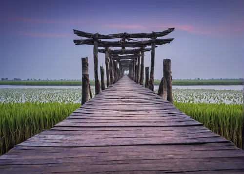 wooden bridge,the rice field,rice field,rice fields,teak bridge,wooden pier,paddy field,ricefield,landscape photography,landscape background,wooden path,japan landscape,walkway,old jetty,dragon bridge,wetland,rice paddies,the path,tranquility,jetty,Photography,Fashion Photography,Fashion Photography 06